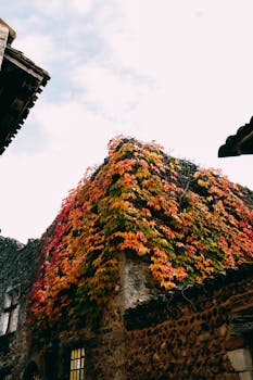 一座质朴的石头建筑上，色彩缤纷的秋季常春藤展现出秋天生动的色彩