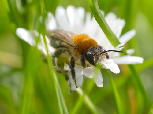 Free Macro shot of a bee pollinating a daisy flower, showcasing springtime nature. Stock Photo