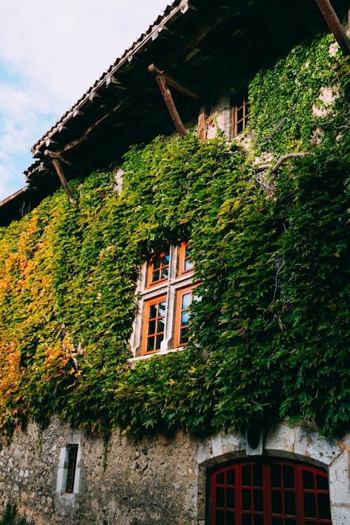 Green-leafed Ivy Plant on Grey Concrete Building