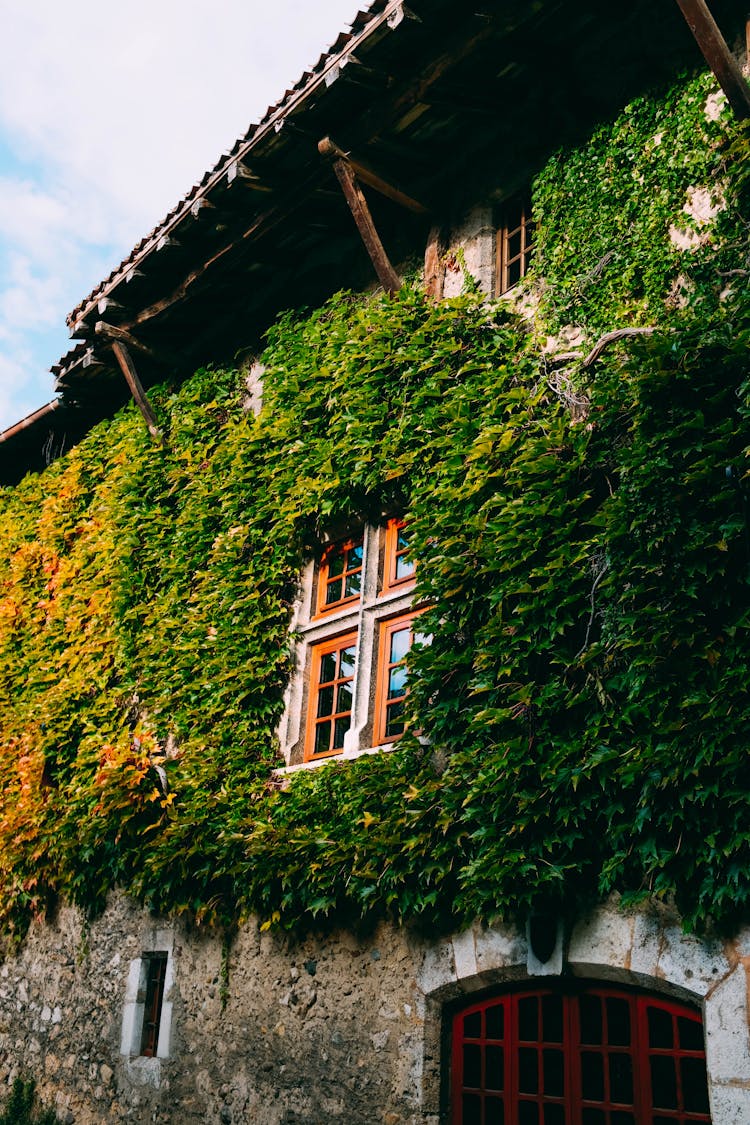 Green-leafed Ivy Plant On Grey Concrete Building