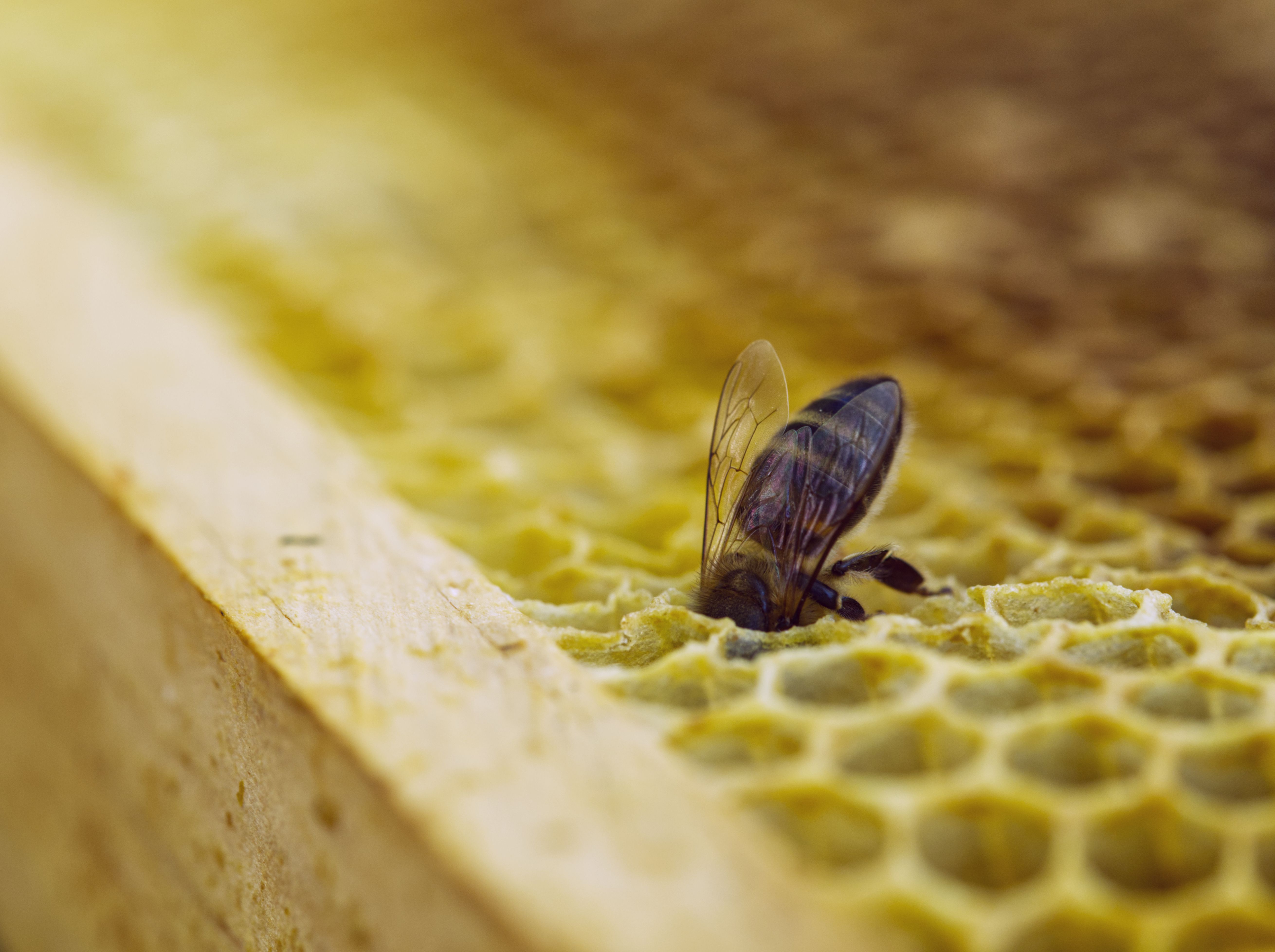 A honeybee walking across open honeycomb cells, showing the hexagonal wax structure