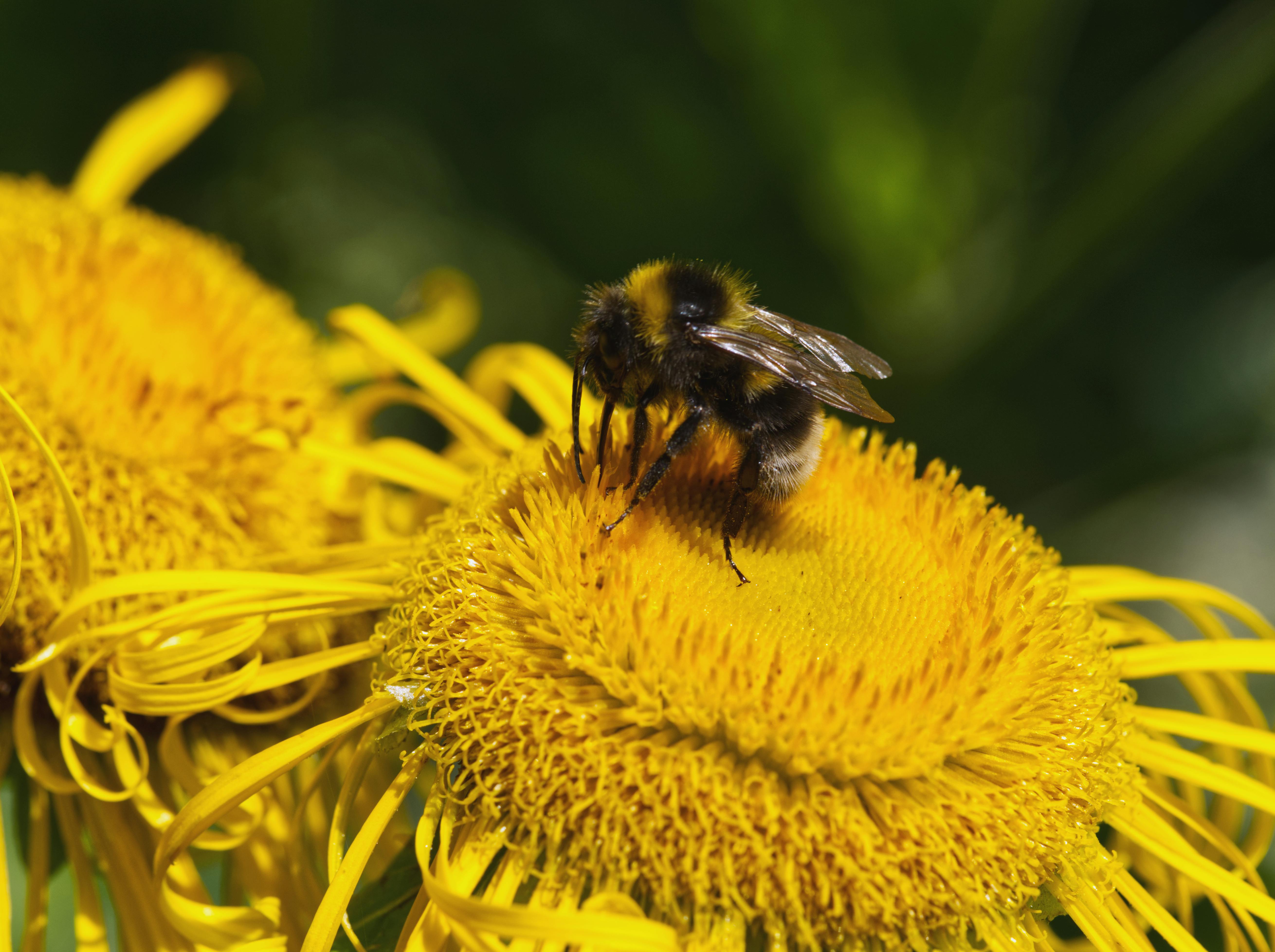 Ark Valley Civics Bee Competition to Send Three Local Students to State — Photo by Christian Himmel on Pexels