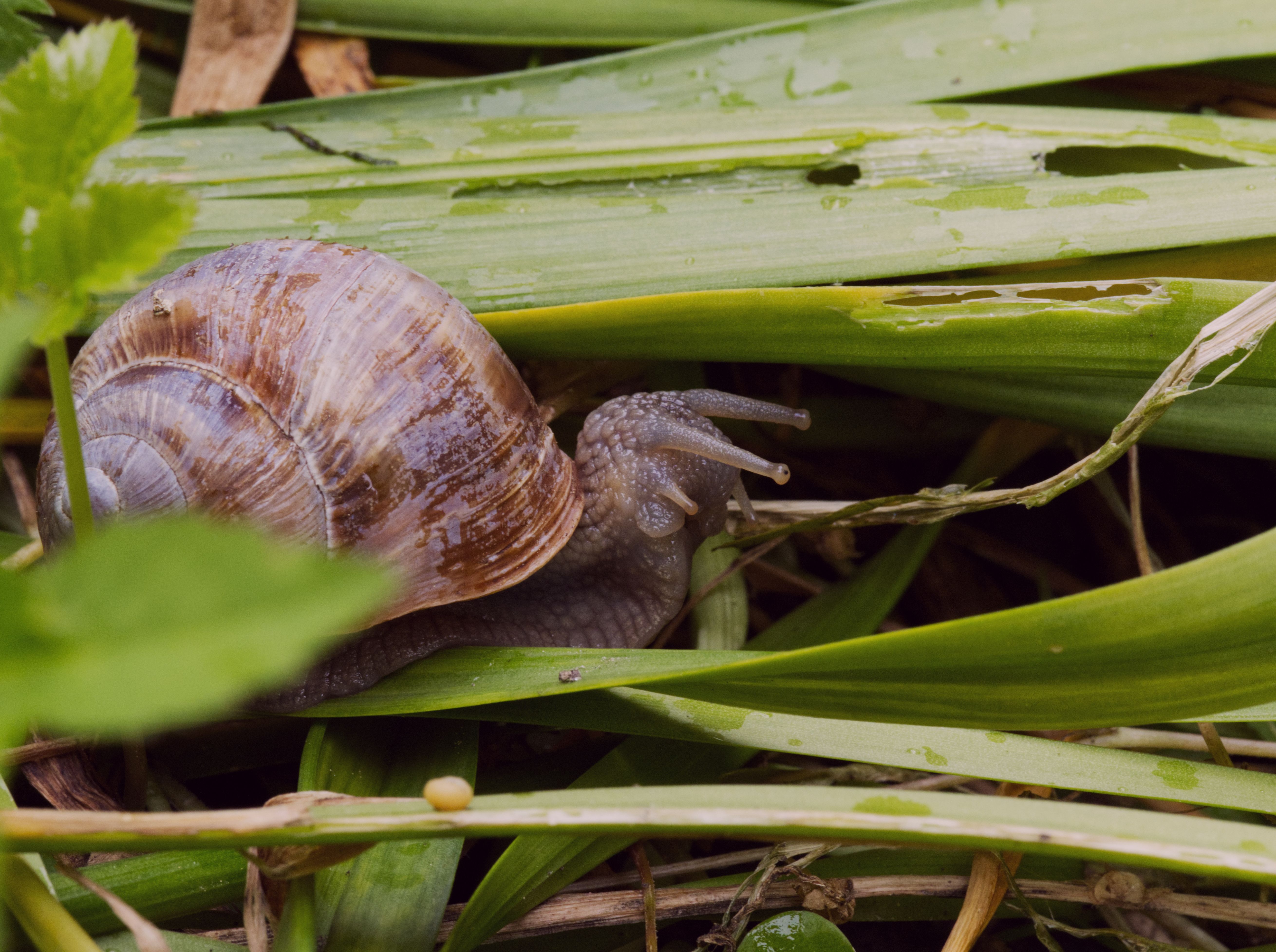 Stop Screwworm | Animal and Plant Health Inspection Service — Photo by Christian Himmel on Pexels