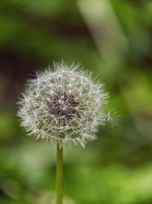 Free Detailed close-up of a dandelion puff against a blurred green background, perfect for nature themes. Stock Photo