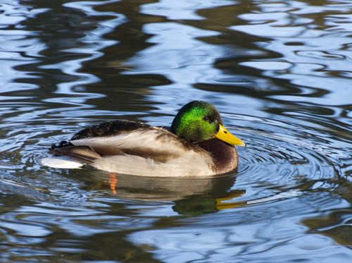 Free Close-up of a colorful male mallard duck gliding peacefully on shimmering water surface. Stock Photo