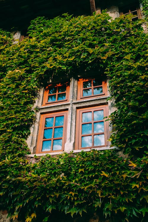 Wall Covered With Green Plant