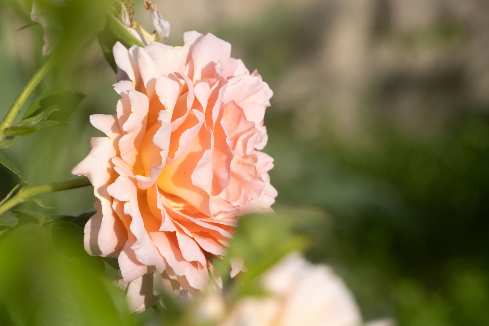 Floraison