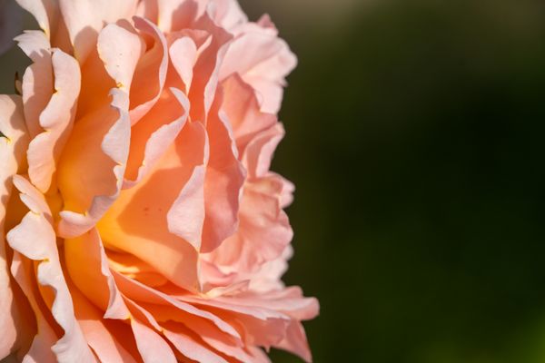 Zoom d'été