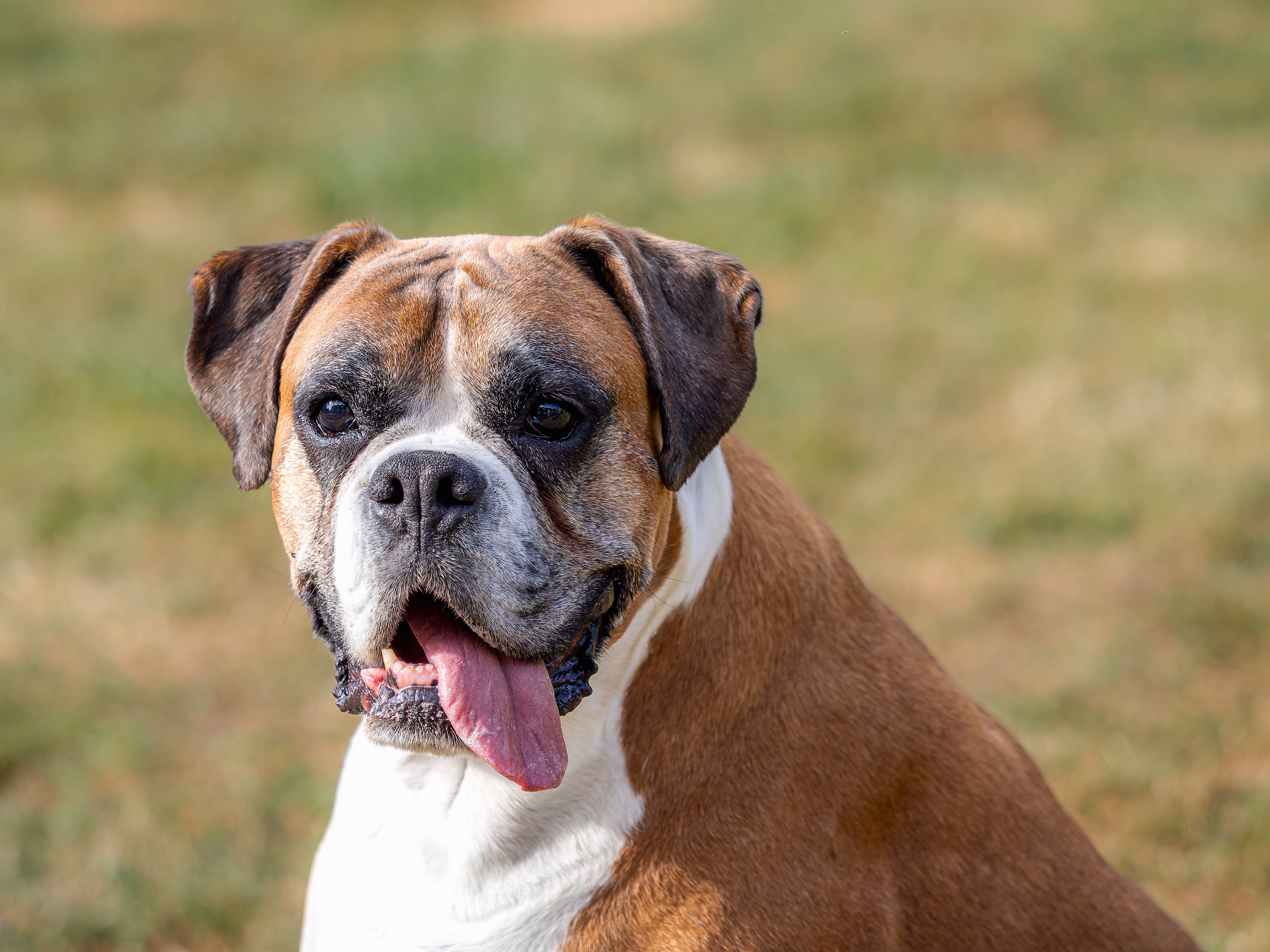A cheerful Boxer dog enjoying a sunny day, showcasing its friendly expression and playful nature.
