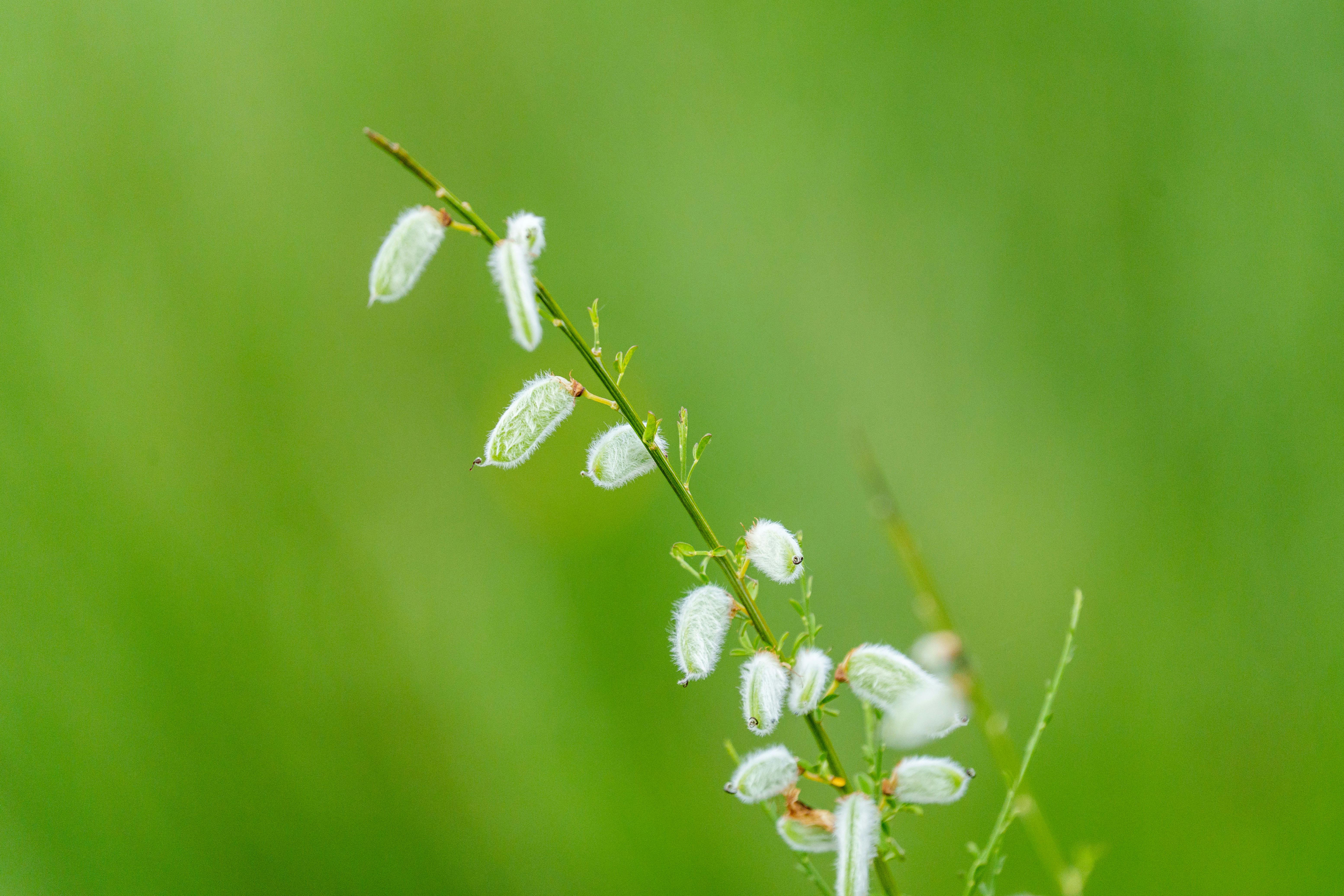 Delicate white fuzzy plant set against a vibrant green field background, capturing nature's soft textures.