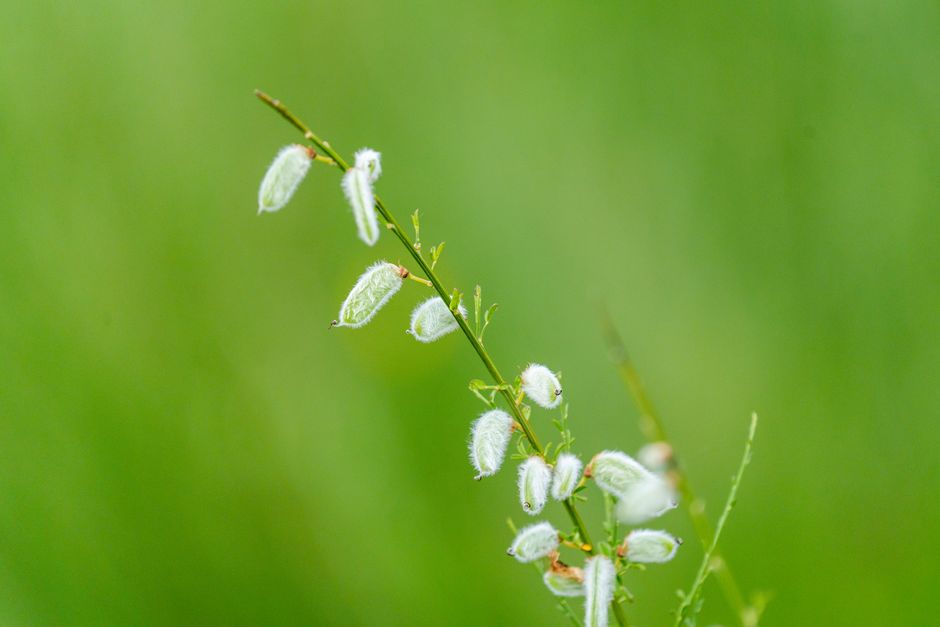 Delicate white fuzzy plant set against a vibrant green field background, capturing nature's soft textures.