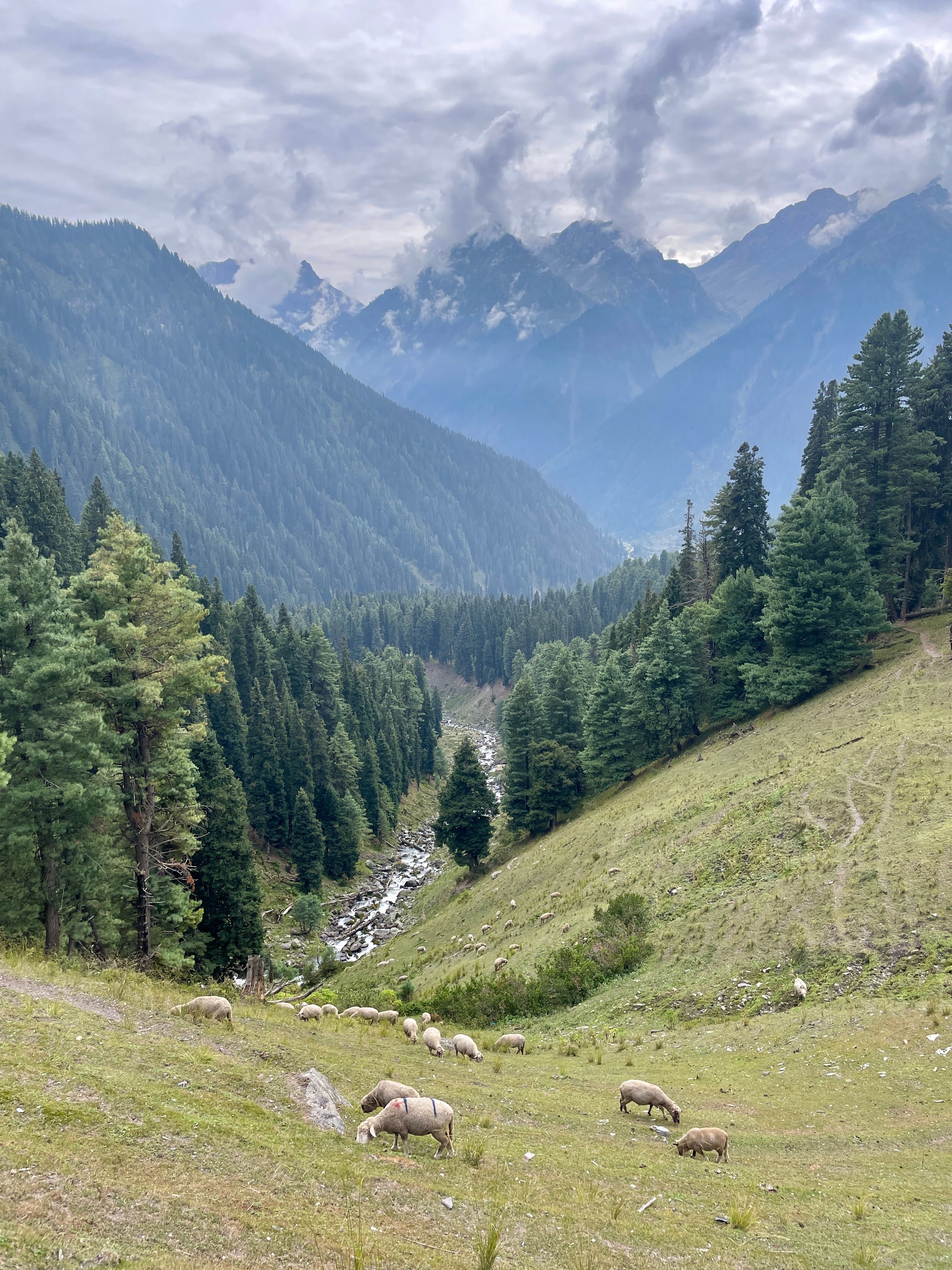 Scenic Mountain Valley with Grazing Sheep · Free Stock Photo