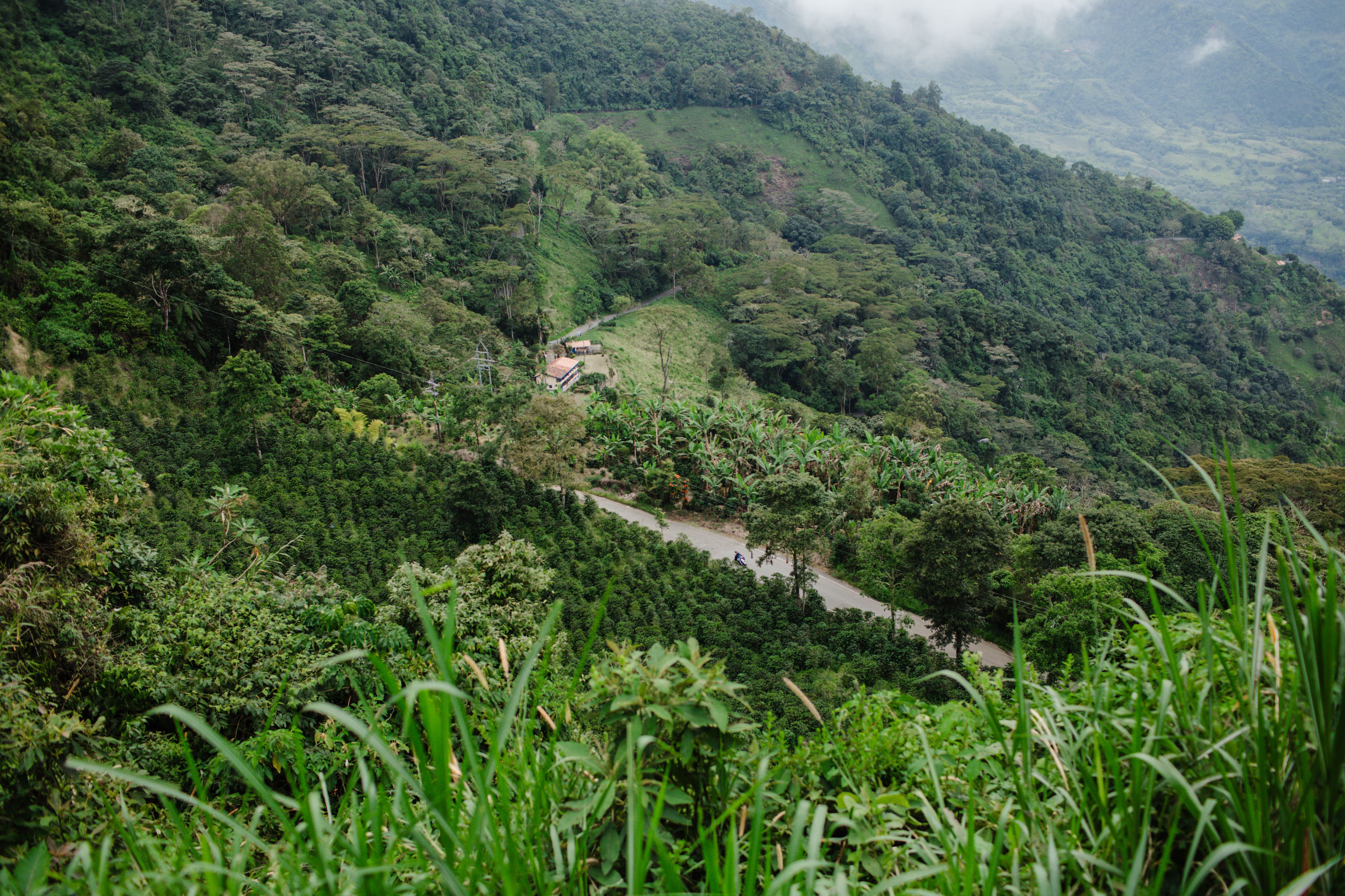 Green mountain slopes planted with coffee in Antioquia, Colombia