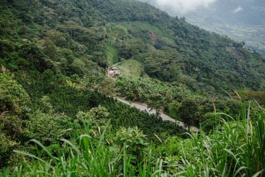 Coffee farm day trip (from Cartagena+) — Cartagena