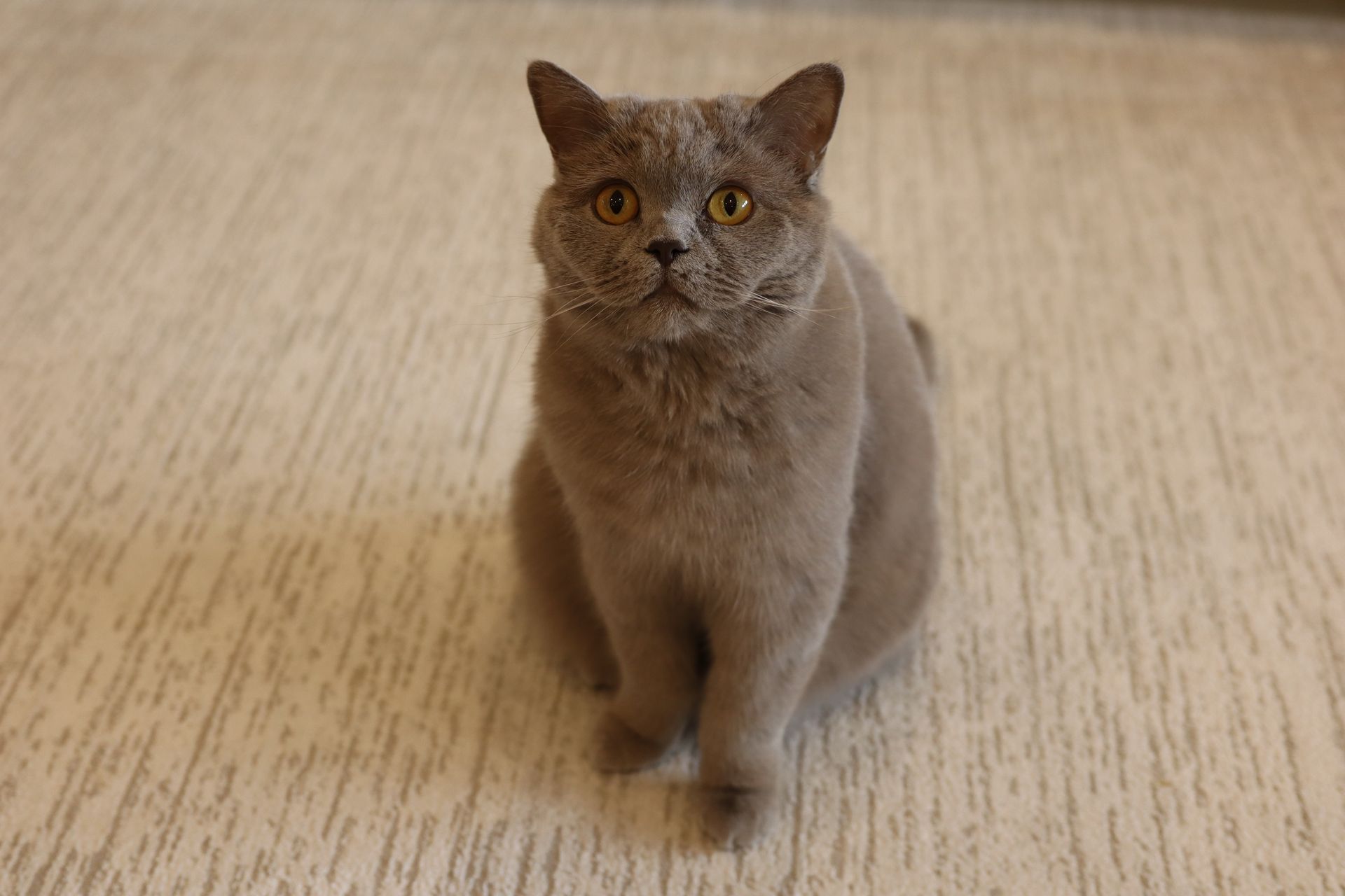 Charming British Shorthair cat with plush gray fur sitting indoors on a cozy carpet.