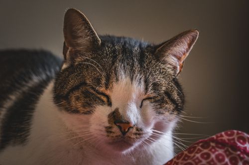 Free A relaxed domestic cat with closed eyes, resting indoors. Perfect for cozy home vibes. Stock Photo