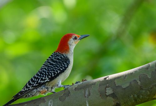 Free Red-bellied woodpecker perched on a tree branch against a vibrant green background in Canonsburg, PA. Stock Photo