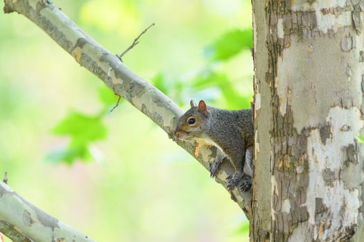 A calm gray squirrel resting on a branch in a lush green forest setting during daylight.