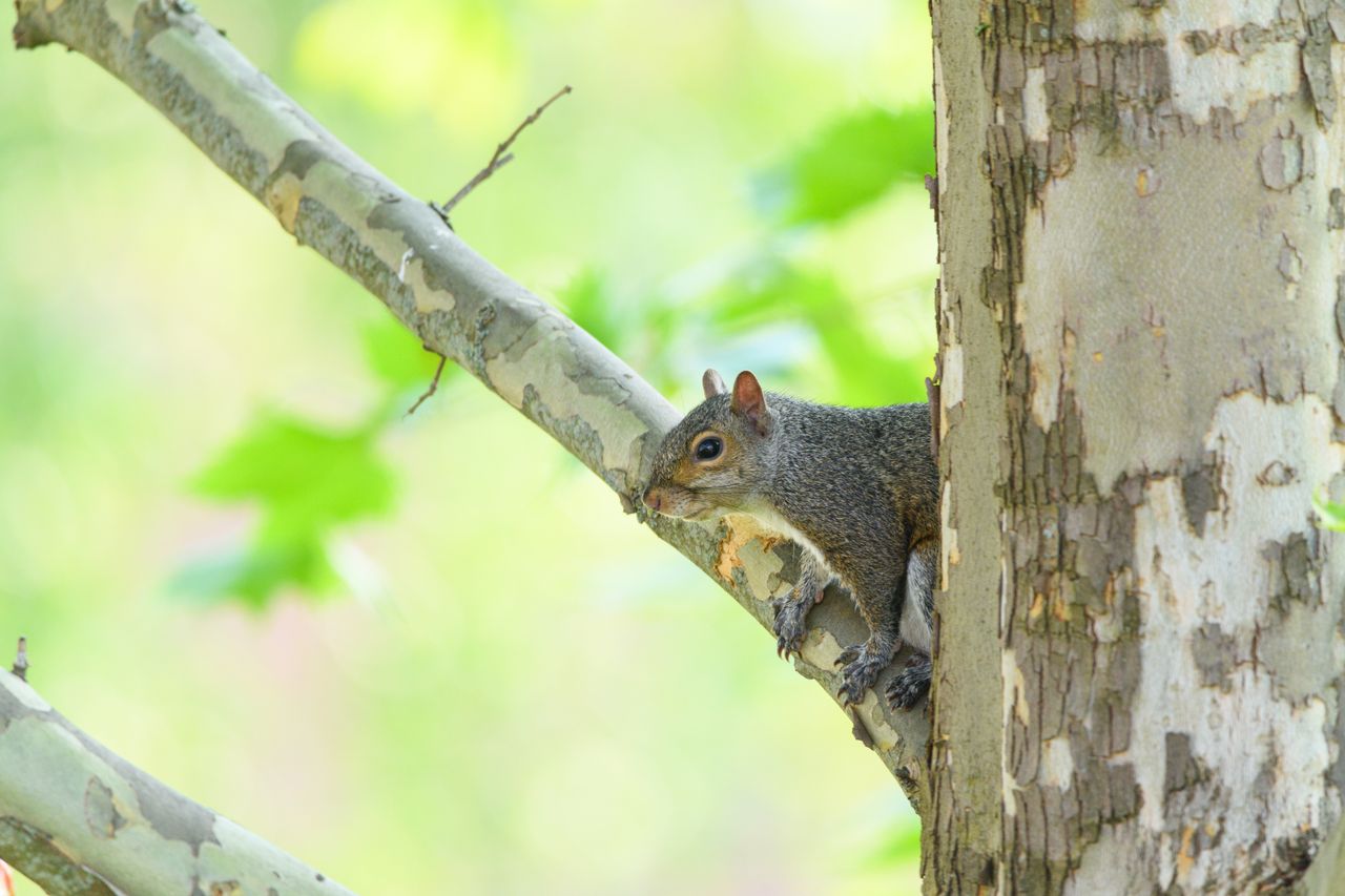 a calm gray squirrel resting on a branch in a lush green forest settin