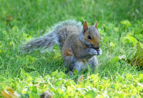 Free Close-up of a gray squirrel nibbling food in a grassy field. Stock Photo