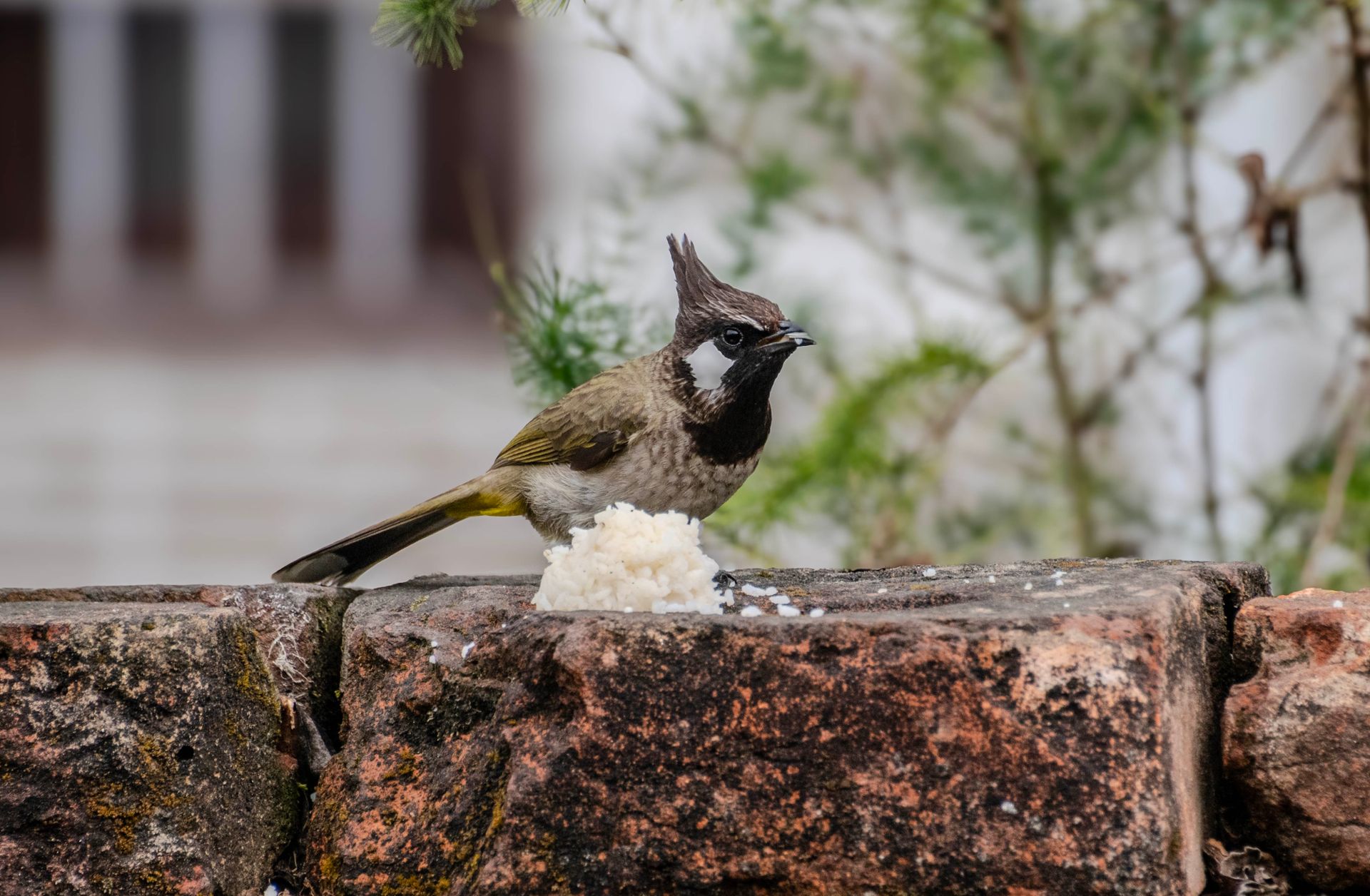 Close-up of a Red-vented Bulbul feeding on rice on a brick wall outdoors.