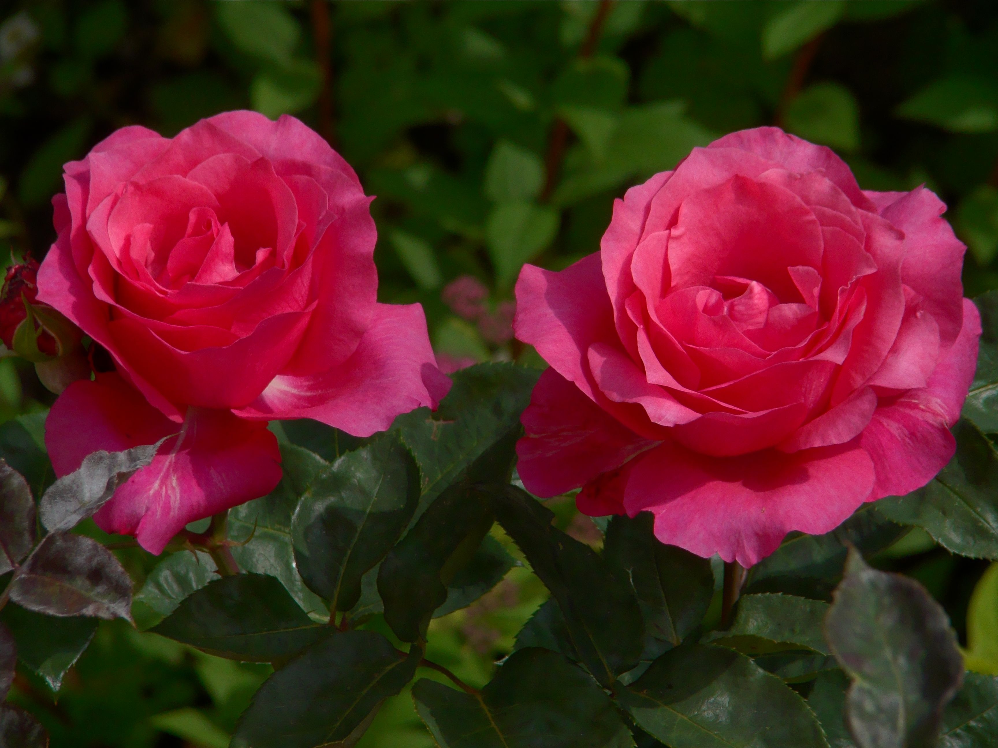 Vibrant Pink Roses in Full Bloom Outdoors · Free Stock Photo
