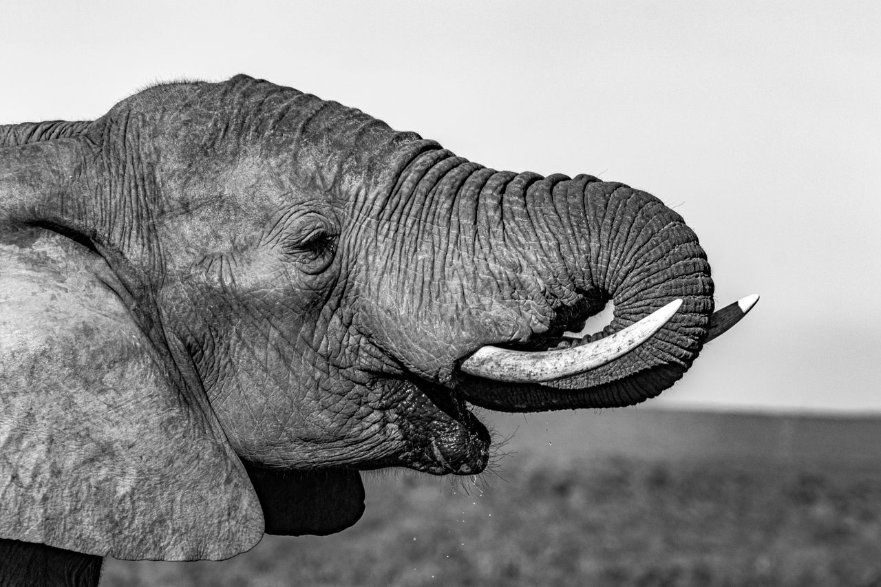 black and white portrait of a majestic african elephant in south afric