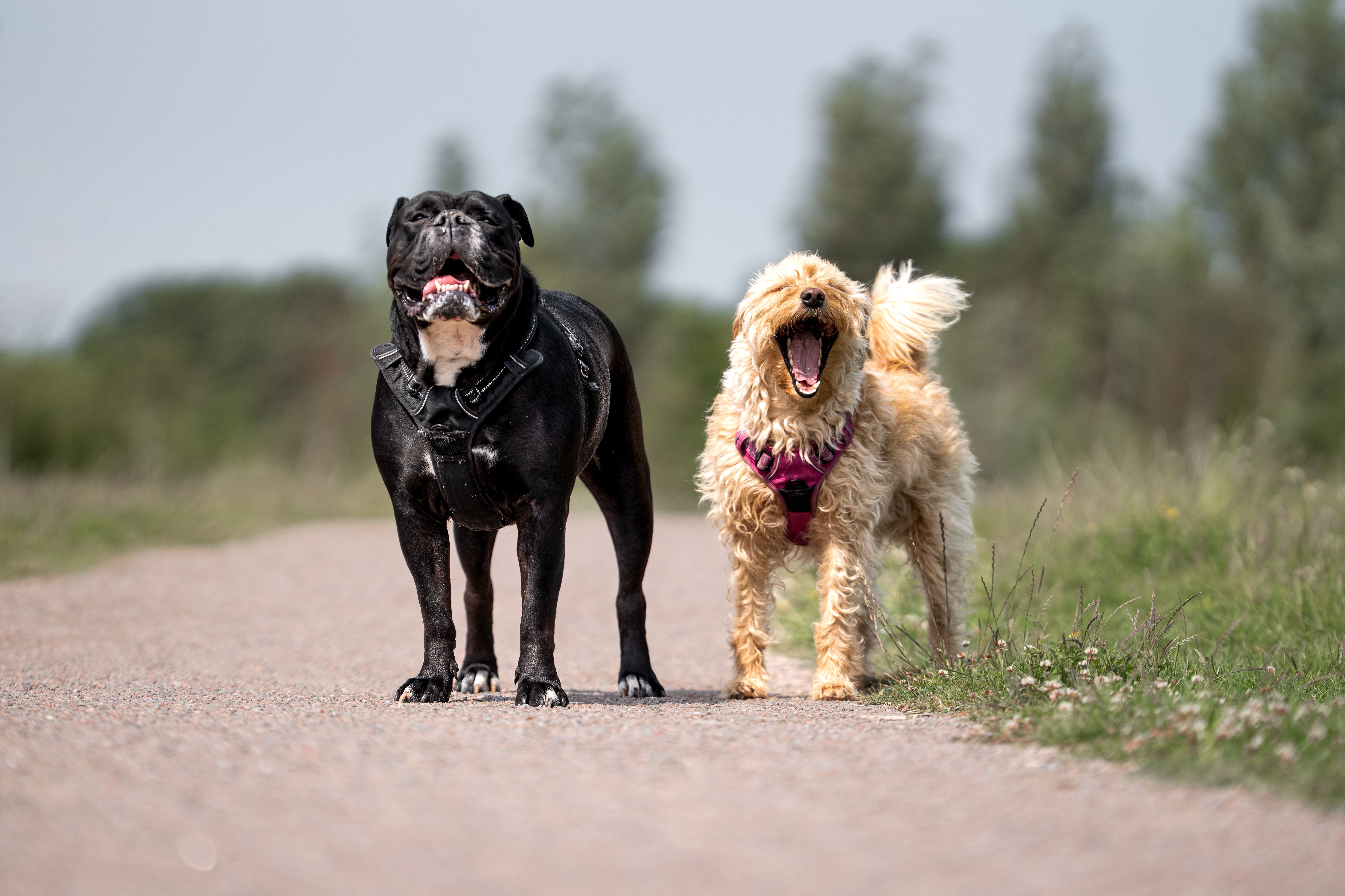 Why Dogs Scoot: Anal Glands, Tapeworms, and What to Actually Check