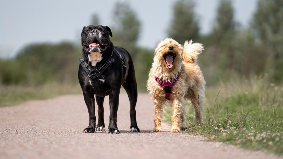 Why Is My Dog Scooting? Anal Glands, Worms, and What to Do