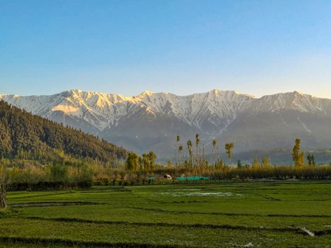 Beautiful sunrise view of snow-capped Himalayan mountains and lush green fields.
