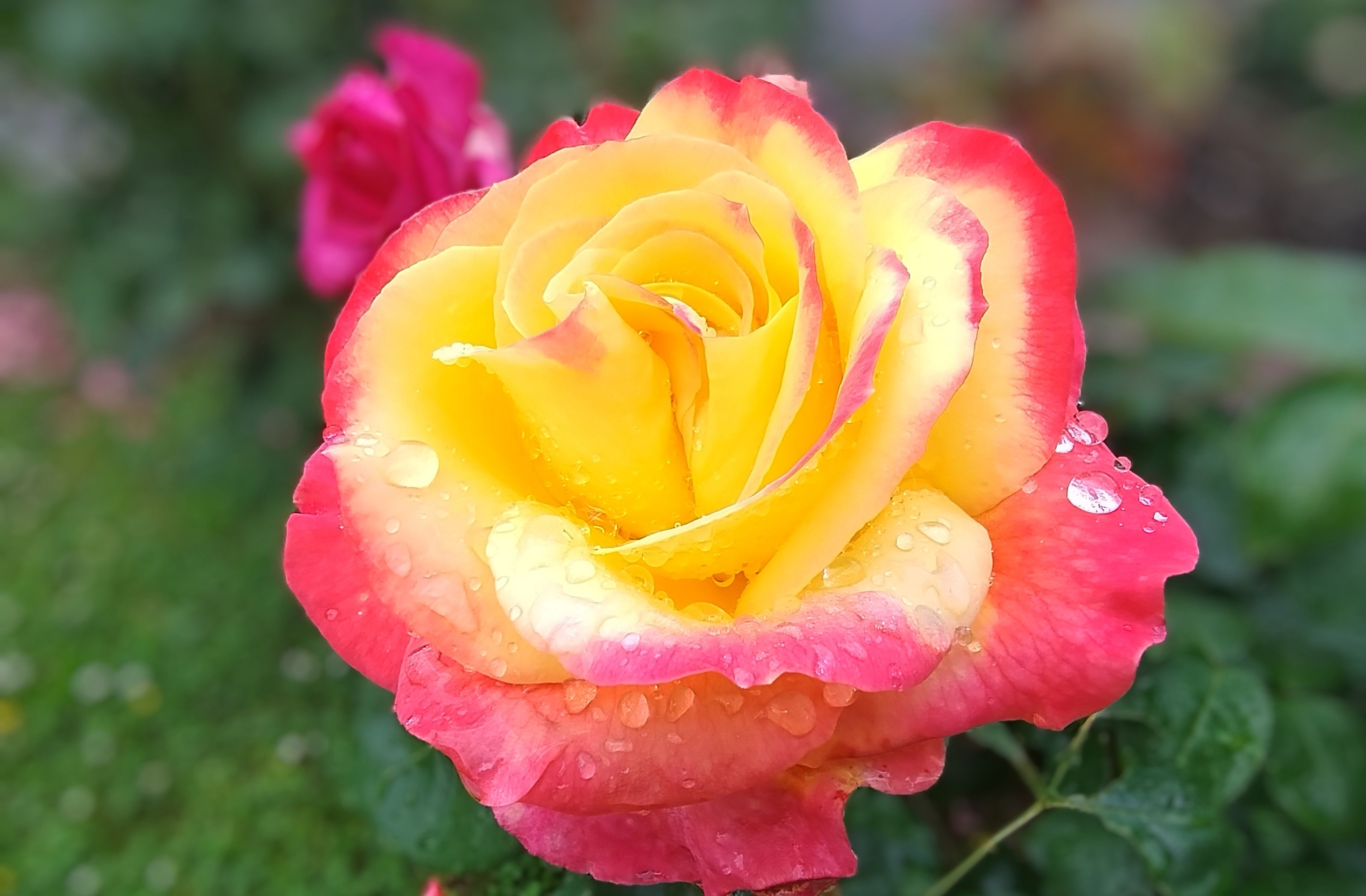 Vibrant Yellow and Pink Rose with Dewdrops · Free Stock Photo