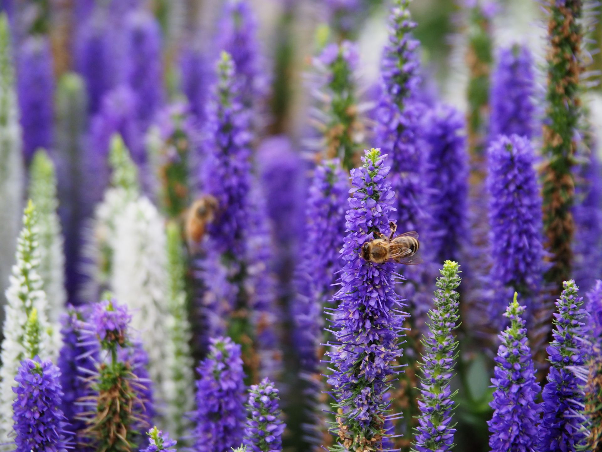 A bee pollinates vivid purple Veronica flowers in full bloom, showcasing nature's beauty.