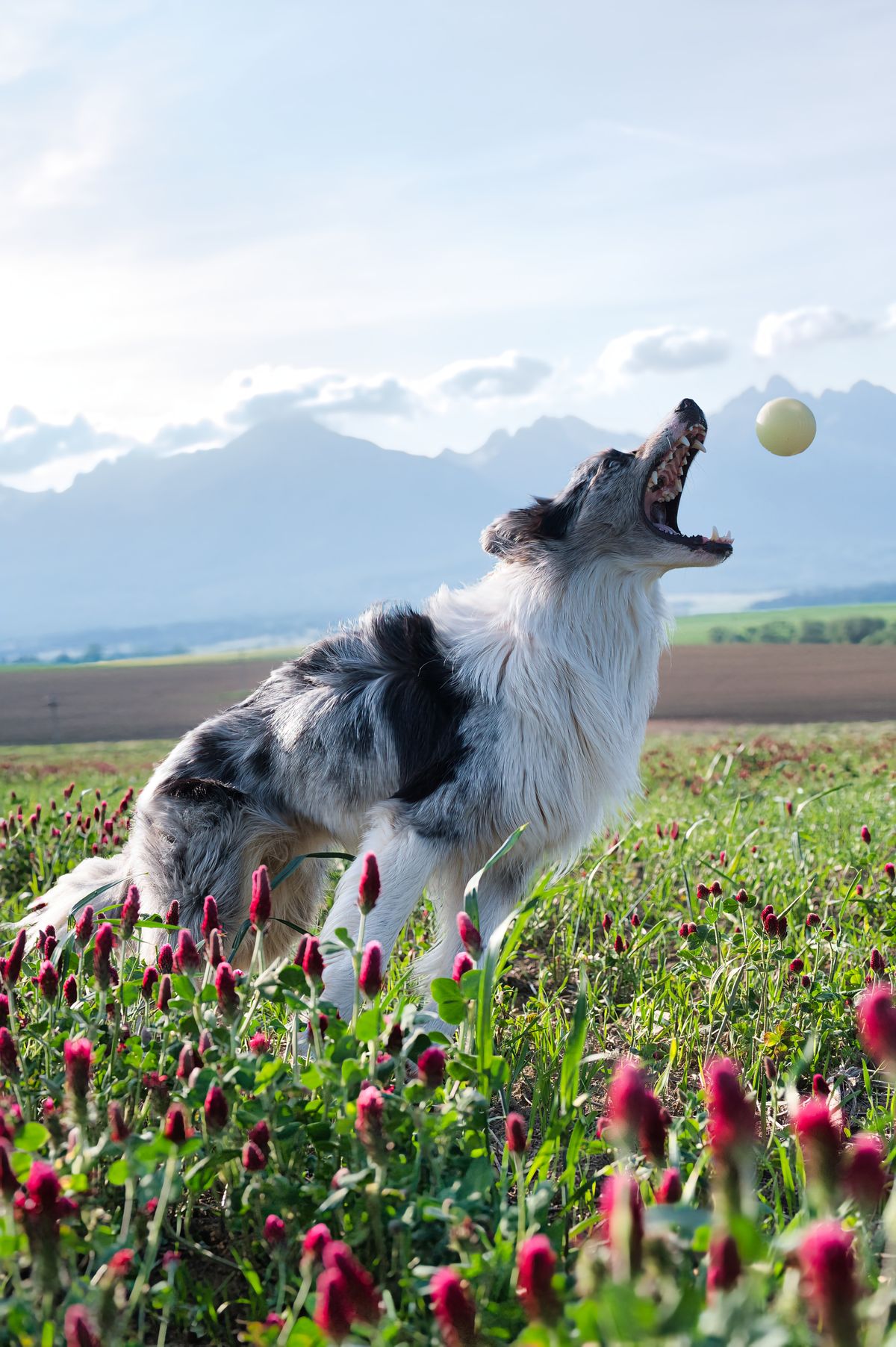 Happy dog with ball in flower field
