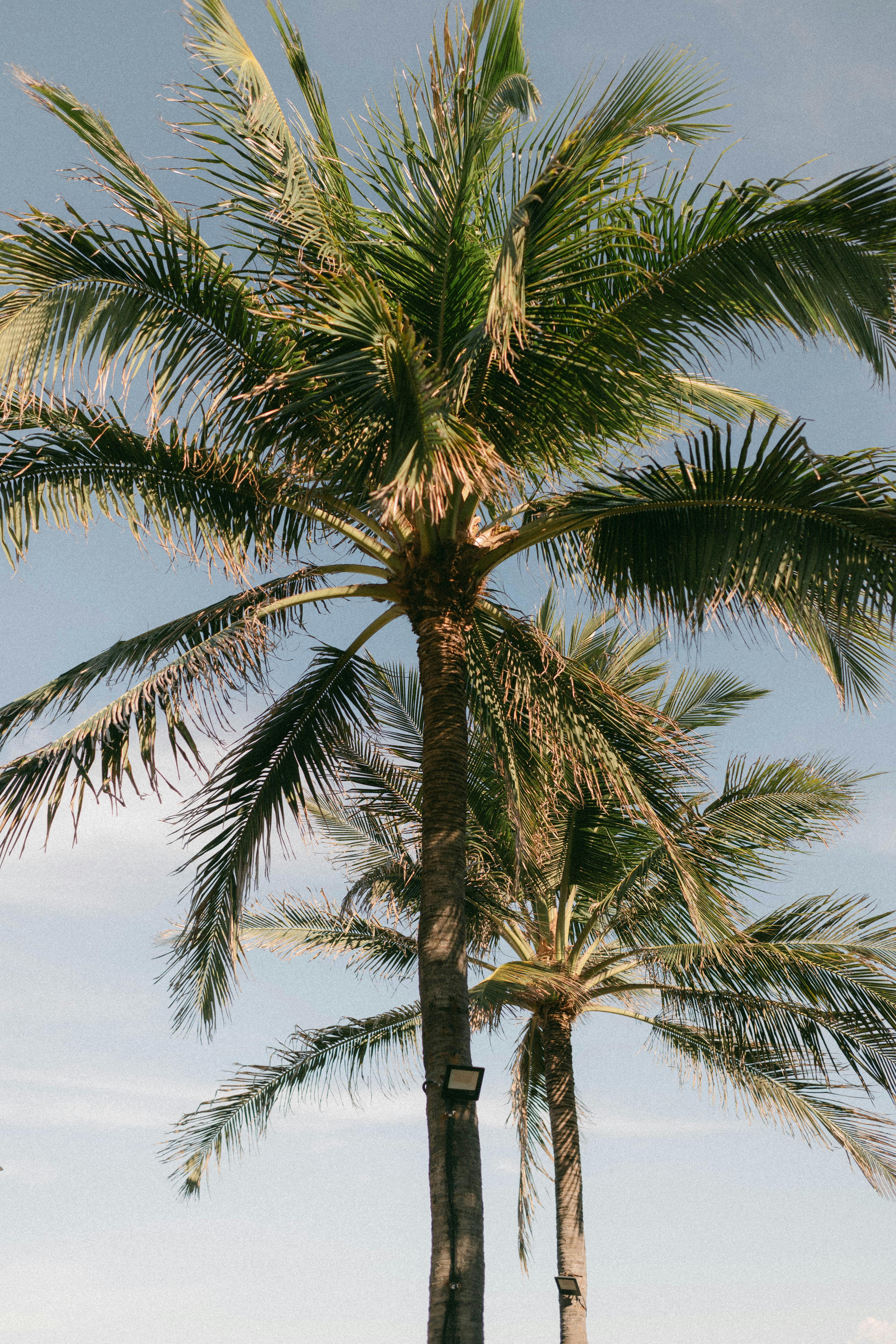A serene view of tall palm trees under a clear blue sky, capturing the essence of summer.