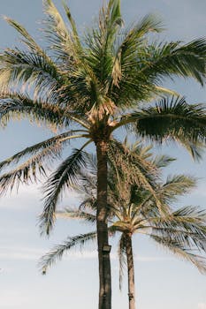 A serene view of tall palm trees under a clear blue sky, capturing the essence of summer.