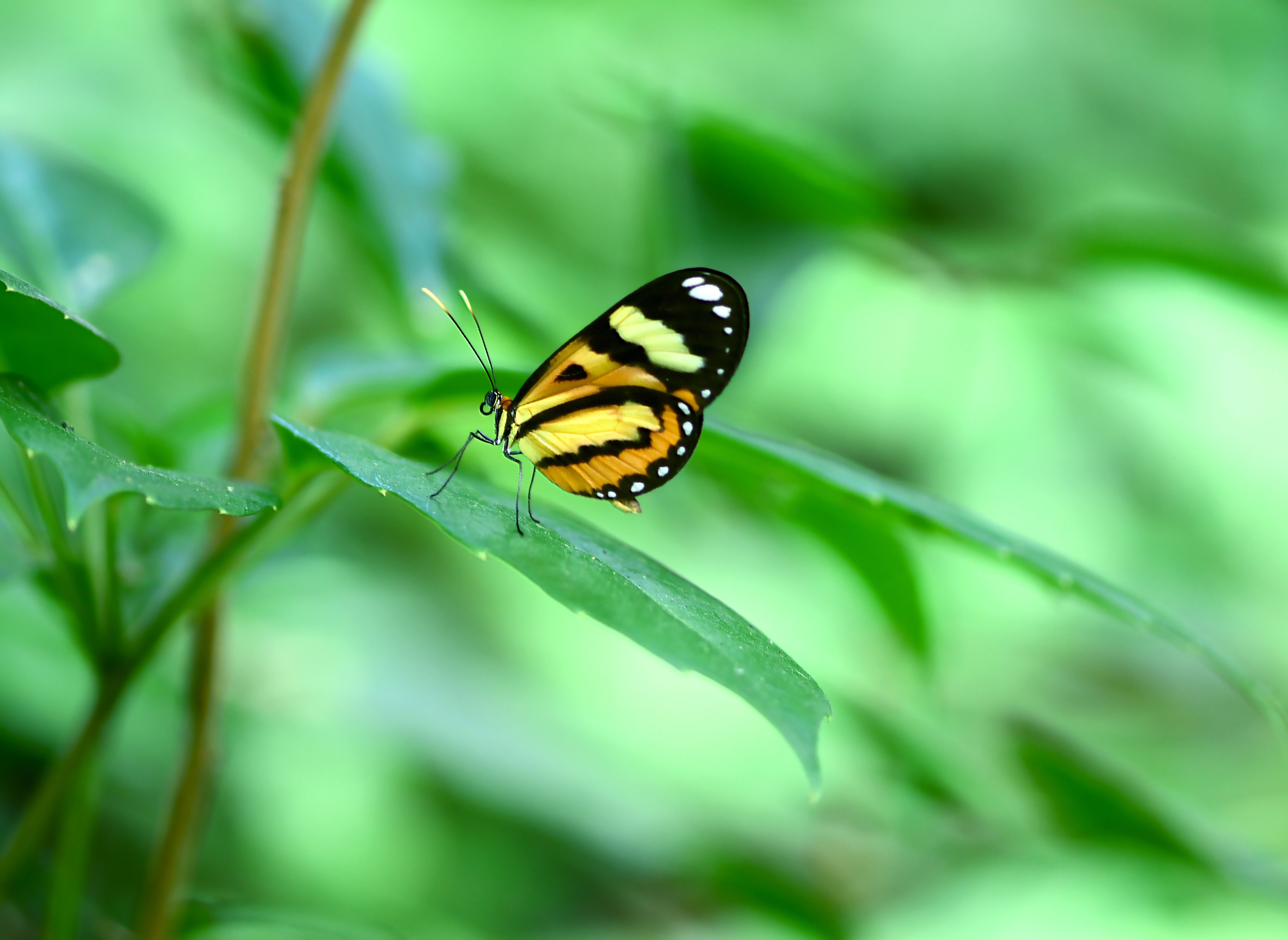 Daintree Rainforest Photos, Download The BEST