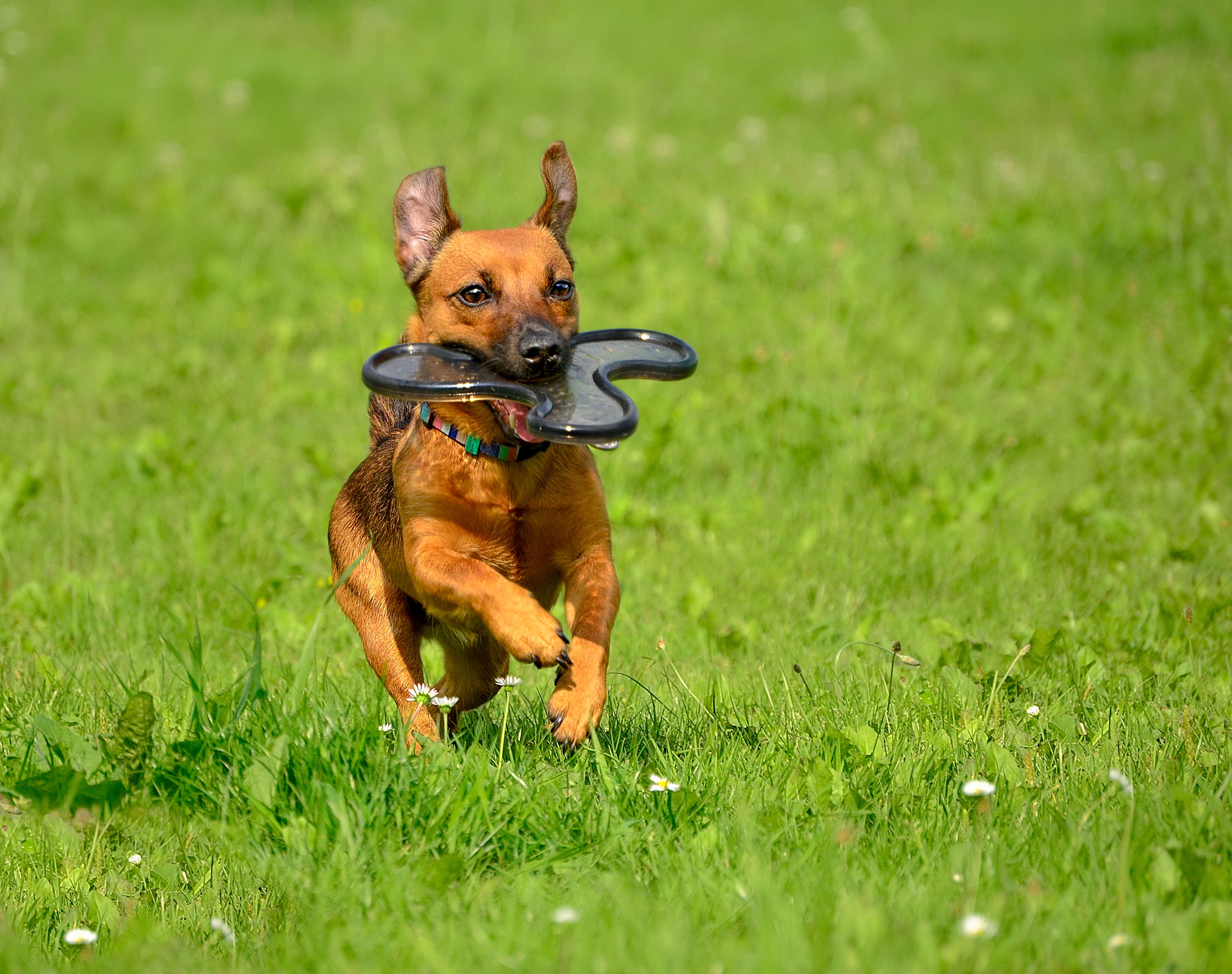 pet technology pet refine technology co. ltd — Photo by jeroen van Wouden on Pexels