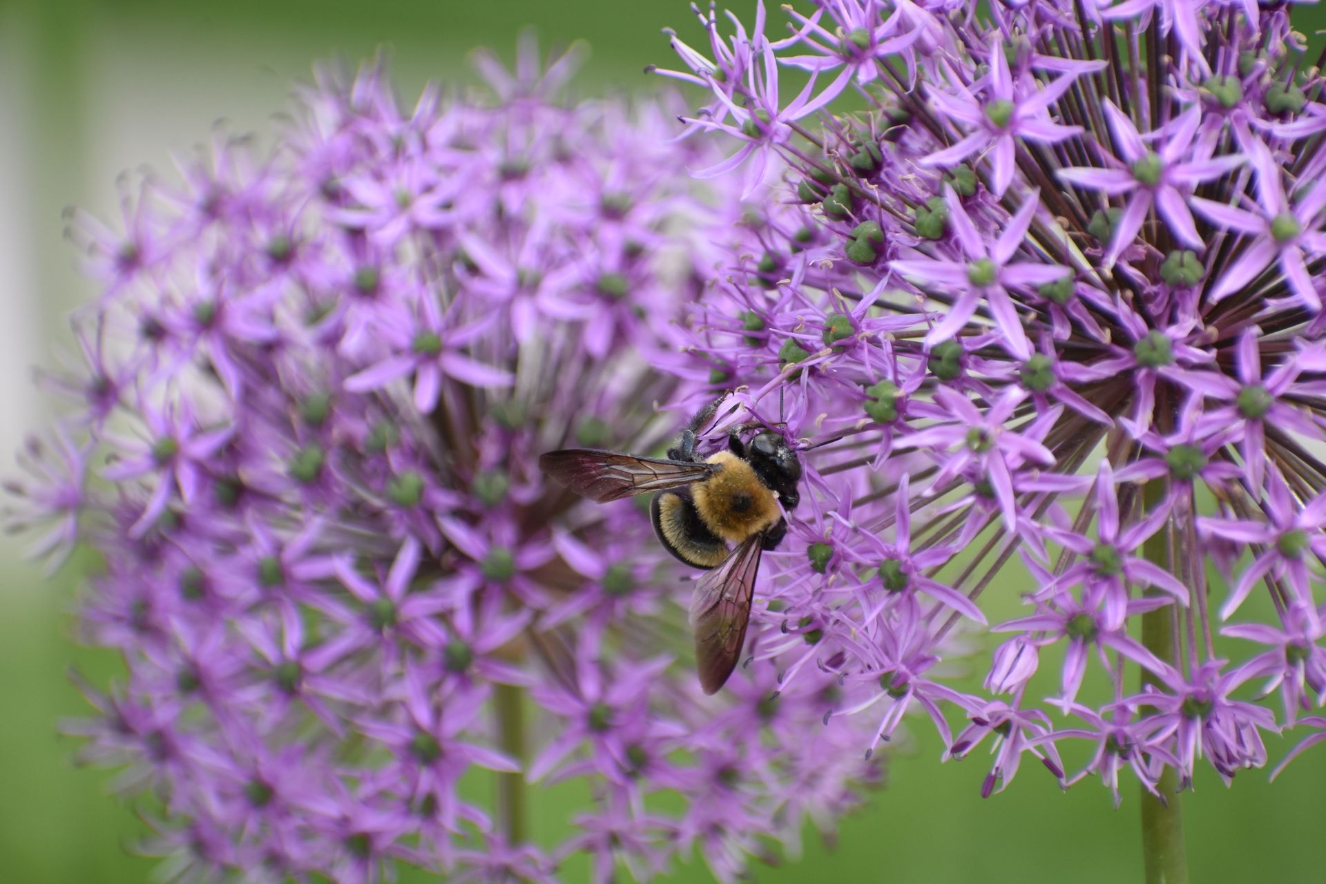 A detailed macro shot of a bee gathering nectar from a vibrant purple Allium flower in bloom.