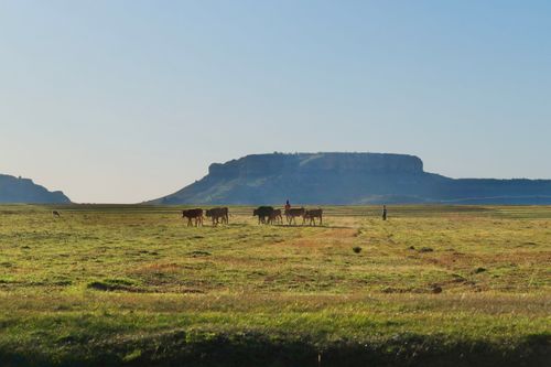 Free A serene view of cattle being herded across expansive fields in South Africa. Stock Photo