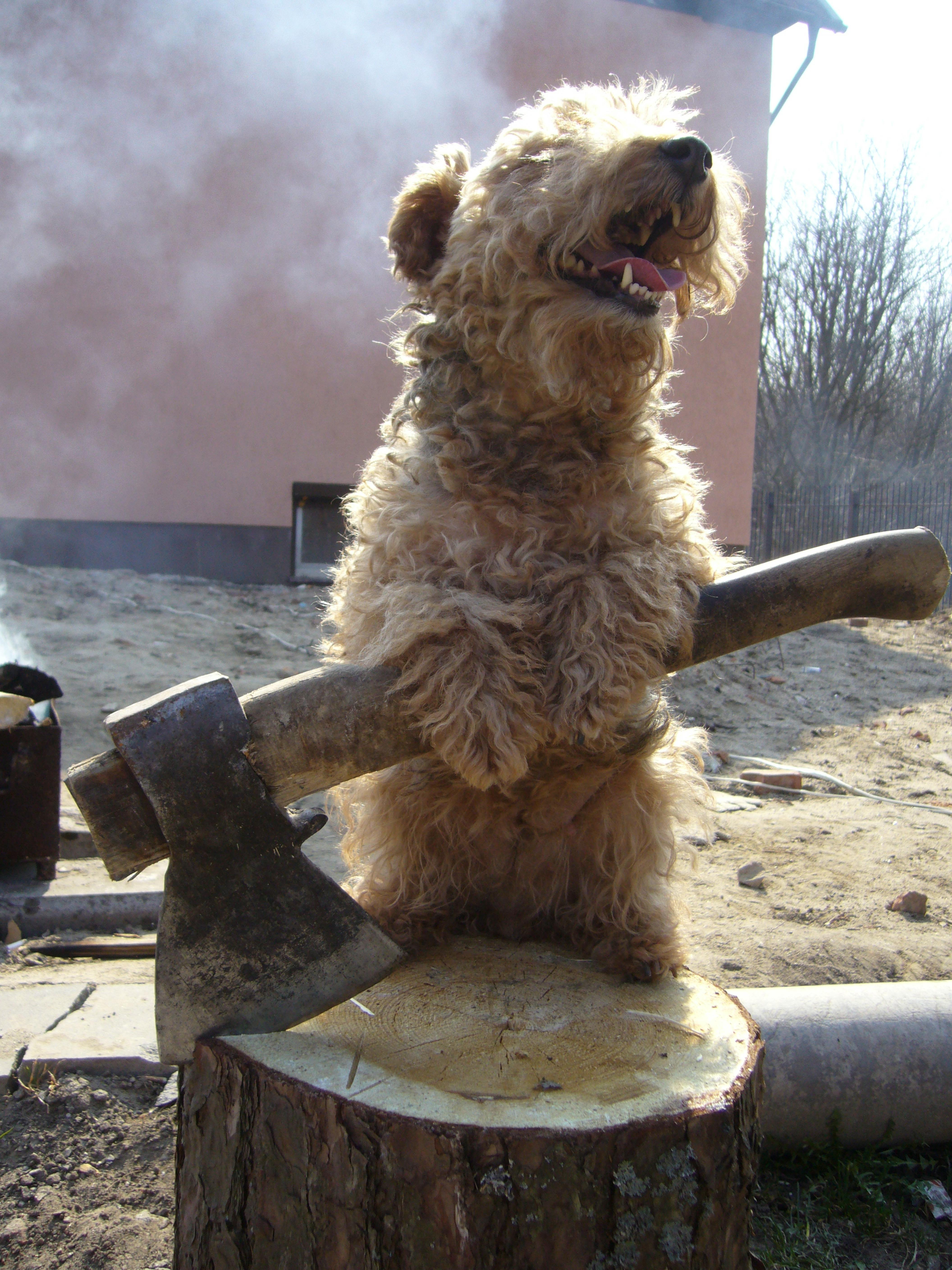 A playful curly-haired dog poses with an ax outdoors on a sunny day.