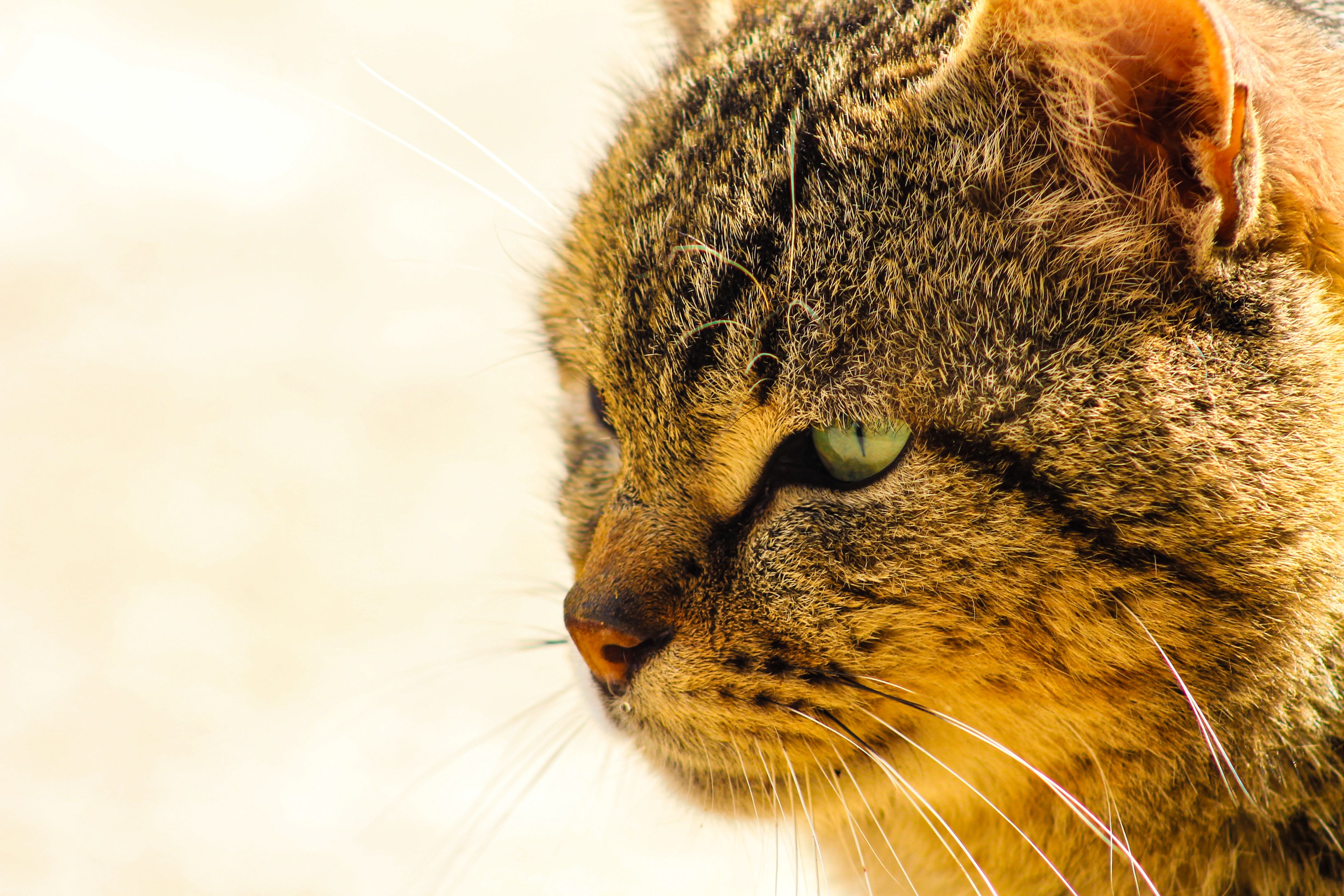 英国“大猫”之谜再起波澜：苏格兰“凯拉斯猫”现身，是真是假？