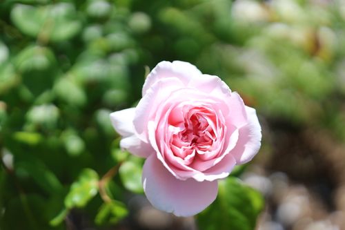 Free Delicate pink rose in full bloom captured in a sunlit garden setting. Stock Photo
