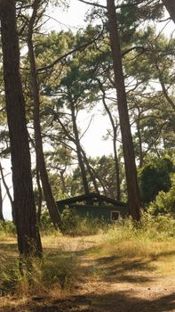 A secluded green cabin nestled among tall pine trees in a sunlit forest setting.