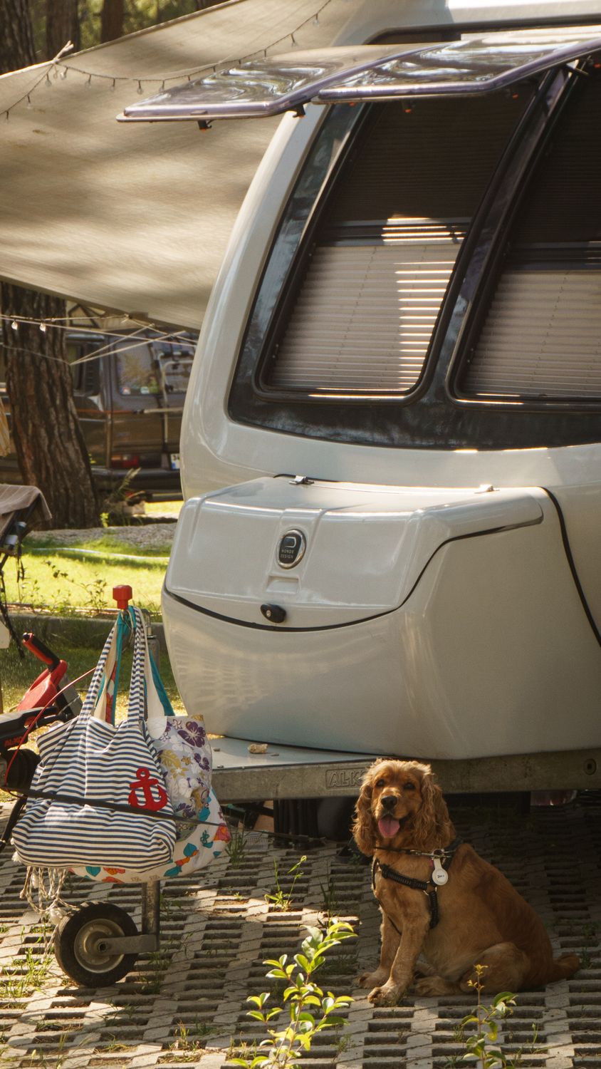 Photo by nurullahd Brown dog enjoying a sunny day beside a modern camper van