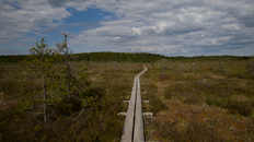 A long boardwalk traverses through a calm, expansive marshland under a cloudy sky.