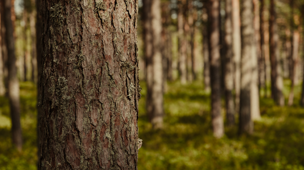 Detailed view of a pine tree trunk surrounded by a green, serene forest landscape.