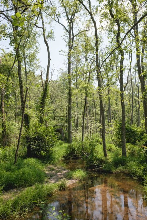 Free A tranquil forest stream amid lush greenery in Columbia, South Carolina. Stock Photo