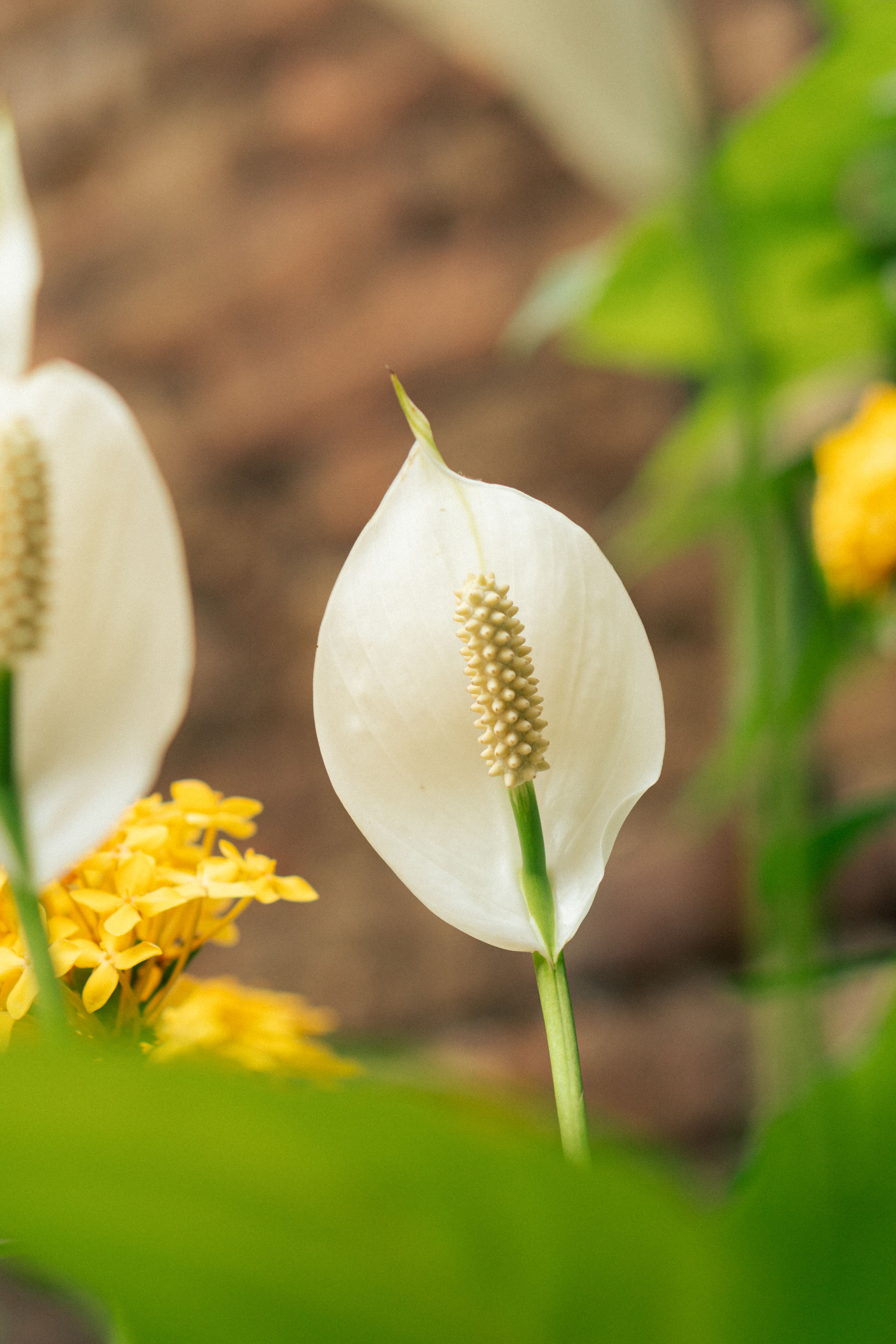 peace lily with white blooms