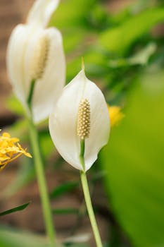 A serene close-up of a white peace lily in a lush garden setting, highlighting its elegant bloom.