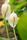 peace lily